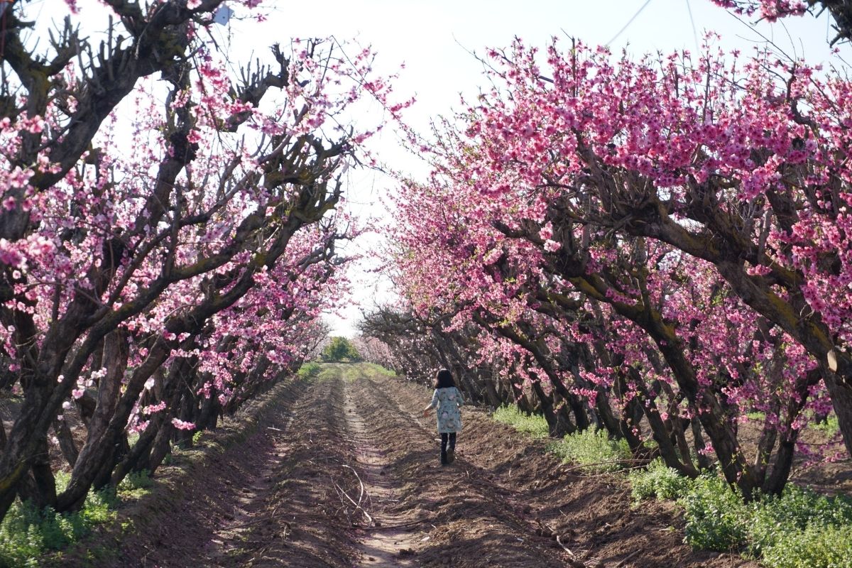 girl walking between pink blossoms